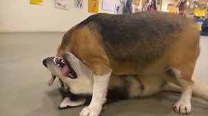 Puppy Cuddles Dog Cafe Mumbai Youtube Here there is a 100 percent chance a dog will beg for the treats you can purchase at the counter while you sip on your coffee.