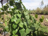 Image result for Basella