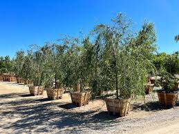 Image result for Salix