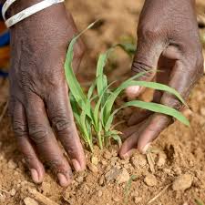 In this video, i shine a light on all of our. Winning In African Agriculture Mckinsey