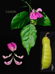 Image result for Canavalia cathartica