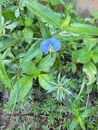 Image result for Commelina bracteosa