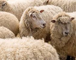 Schafe Fotografie Kindergarten Schafe Kunst Von Carlchristensen 30 00 Schafe Schafe Kunst Tiere