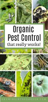 Tired of insects killing your plants? Organic Pest Control That Really Works Growing In The Garden