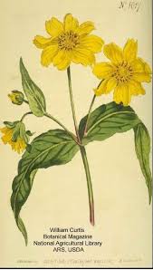 Image result for Guizotia