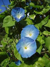 Image result for Ipomoea tricolor