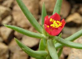 Image result for Portulaca kermesina