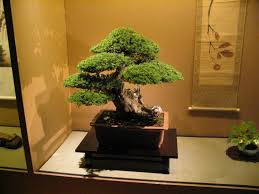 Bonsai Wikipedia Bahasa Indonesia Ensiklopedia Bebas