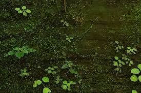 Image result for Didymoglossum erosum