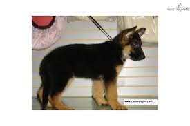 Find german shepherd dog puppies and breeders in your area and helpful german shepherd dog information. German Shepherd German Shepherd Puppy For Sale Near New York City New York Dbb838c3 D7b1