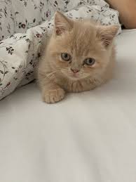 It's a shame because we have gotten to love her, but my kids and husband are. Persian Kittens For Sale London Gumtree