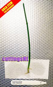 Image result for Cynanchum viminale