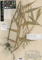 Image result for Panicum carneovaginatum