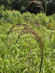 Image result for Liparis tridens