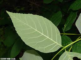 Image result for Fraxinus americana