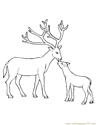 Coloring pages for kids deer coloring pages. White Tailed Deer Coloring Page Coloring Home
