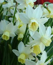 Narcissus Toto Cyclamineus Narcissi Narcissi Flower Bulb Index Narcissen Narcis Tuinplanten