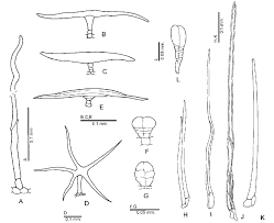 Image result for Pleiotaxis argentea