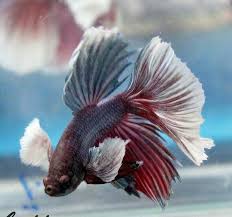 808 Big Ears Hm Male Also Called A Dumbo Or Elephant Ear Betta Betta Fish Tank Betta Fish Betta