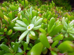Succulent with small white flowers. Plant Of The Month For April The Portulaca Genus West Hawaii Today