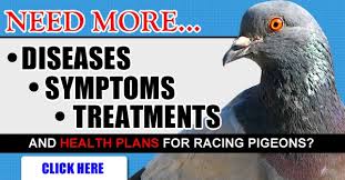… acclaimed american thrusting compressor and the acclaimed british console compressor. Pigeon Disease The Eight Most Common Health Problems In Pigeons Winning Pigeon Racing And Racing Pigeons Strategies Pigeon Insider