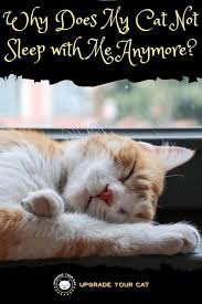 Why Does My Cat Not Sleep With Me Anymore Upgrade Your Cat
