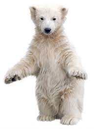 Check spelling or type a new query. Polar Bear Png Images Transparent Background Free Transparent Png Logos