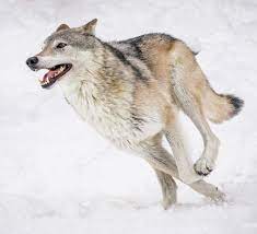 Inspiring 21 Wolf Running Photo Gallery Https Meowlogy Com 2017 11 20 21 Wolf Running Photo Gallery Thats The Major Wolf Running Wolf Dog Beautiful Wolves