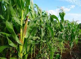 Mau tau rahasia cara menanam jagung yang tepat ? Manfaat Pupuk Urea Untuk Jagung Cara Pakai Dosis Ilmubudidaya Com