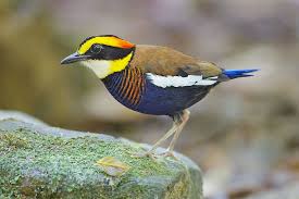 malayan banded pitta hydrornis irena this species of bird is of the family pittidae it is found in thailand the malay p pet birds animals beautiful birds