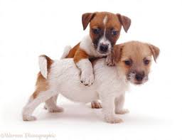 Wp08623 Jack Russell Terrier Pups Jack Russell Jack Russell Dogs Dogs