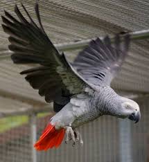 Bird With No Feathers Pin On Birds In Noah S Ark Aviary