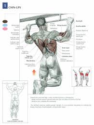 Pull Up Workout Routine For Big Powerful Lats Pull Up