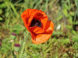 An jedem dünnen, haarigen stängel. Orientalischer Mohn Papaver Orientale Fur Deinen Garten