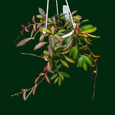 Image result for Hoya