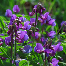 Image result for Lathyrus