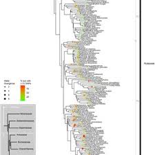 Image result for Kirkiaceae