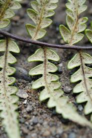 Image result for Pityrogramma