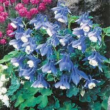 Image result for Aquilegia flabellata ministar