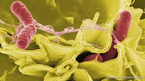 Botulinum ist ein bakterium, das hitzebeständige. Botulismus Fleischvergiftung Infektion Symptome Therapie Netdoktor