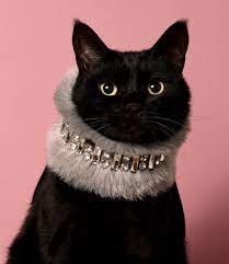 木野聡子 じゅうはん書店 on twitter cute black cats fancy cats cat fashion