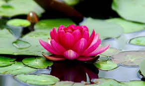 Check spelling or type a new query. 15 Exotic Flowers From Around The Globe