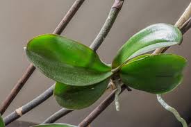 Image result for orchid cuttings