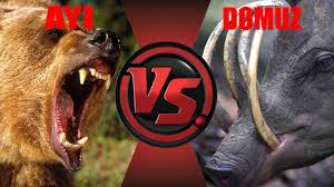 Ayi Vs Domuz Bear Vs Pig Youtube