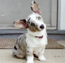 Maybe you would like to learn more about one of these? This Is My Little Cardigan Corgi Girl Gwyn At 4 Months Old Cute Dogs Cute Cats And Dogs Cute Dogs Breeds