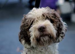 This popular dog breed with curly tail does not bark, but vocalize with howls. Cute Curly Haired Dogs Cheap Buy Online