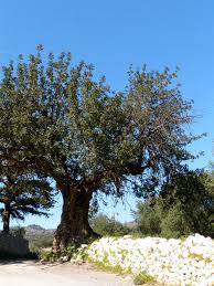 Image result for Ceratonia siliqua