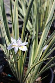 Image result for Dietes