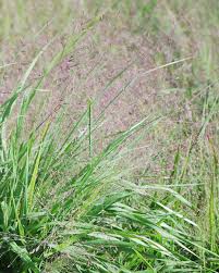 Image result for Eragrostis racemosa