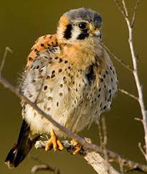 Birds Native To Maryland Young American Kestrel Photo By Steve Hillebrand Usfws American Kestrel Kestrel Birds